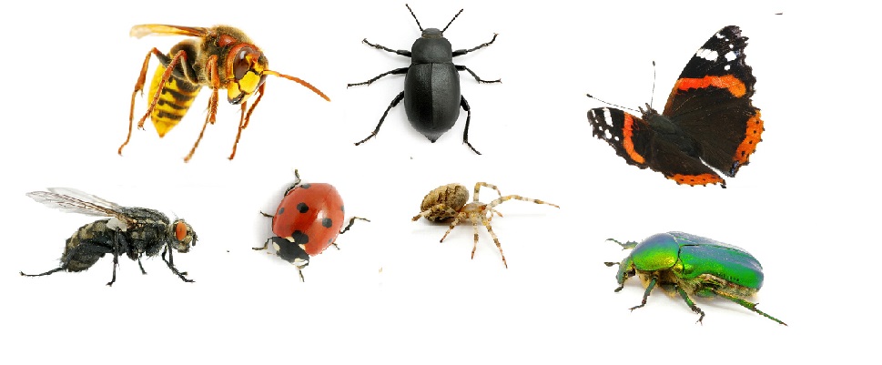 Thème 2016/2017 : A la découverte des insectes